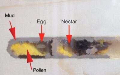 Red mason bee life cycle updated video