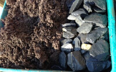 Red mason bees Osmia bicornis (rufa) need mud! video -video