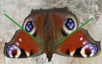 Toughest butterfly on the block – the peacock butterfly hiss!