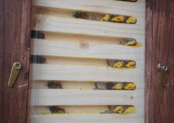 Red mason bees (Osmia rufa) at work inside new nest box-video