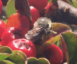 Osmia leaiana using Cotoneaster leaves for nest site video 17/9/16