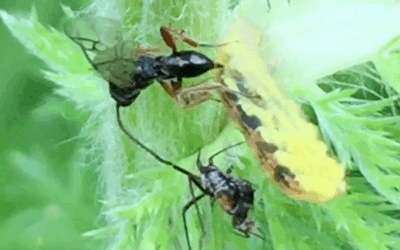 Parasitoid wasp oviposits inside hoverfly larva film