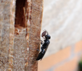 Passaloecus wasp? with cached aphids for her larvae inside her nest