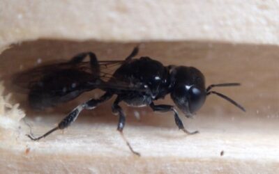 Orchard bee nest box used by solitary wasp a Passaloecus species video