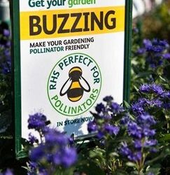 How ‘friendly’ are bee ‘friendly’ plants from garden centres?