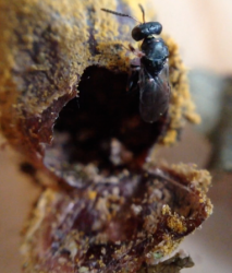 Pteromalus wasp leafcutter bee parasitoid