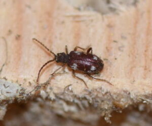 Ptinus sexpunctatus listed as a natural enemy of Red mason bees