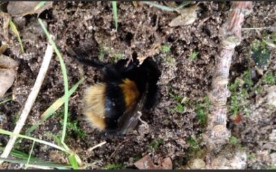 Queen bumblebee mating and hibernation site prospecting?
