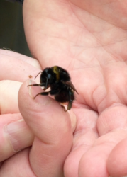 Queen bumblebee awake on wet windy November day 2015 video