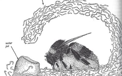 Dead queen Bombus pratorum  inside nest box with egg video