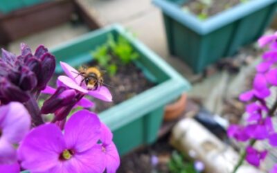 Beware! Is your ‘bee hotel’ a nursery for disease and pests? – video