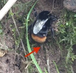 Sphaerularia bombi, the bumblebee queen castrator video