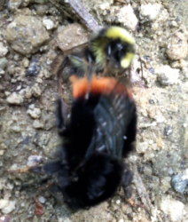 Red tailed bumblebees (Bombus lapidarius) mating video by Nurturing Nature