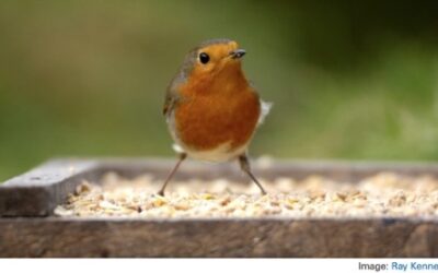 Don’t kill birds with kindness this Christmas or over the winter months