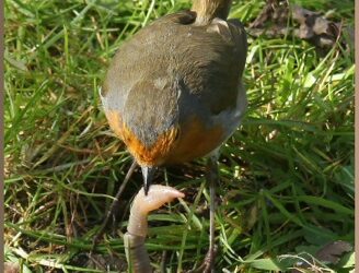 Do neonicotinoids affect other wildlife as well as bees? The new DDT?