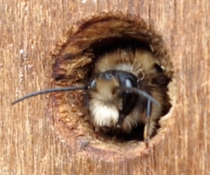 Rusty the Red mason bee and his quest for love!! video