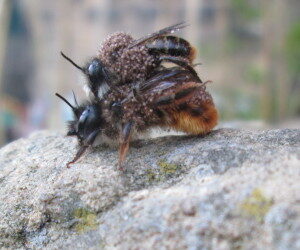 Pollen mites hitching a lift on Red Mason bees to gain access to fresh nests new video