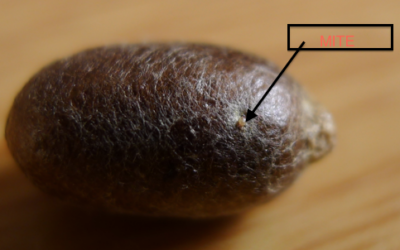 Single pollen mite on red mason bee cocoon-video