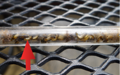 What good are wasps? Many are garden pest predators! video