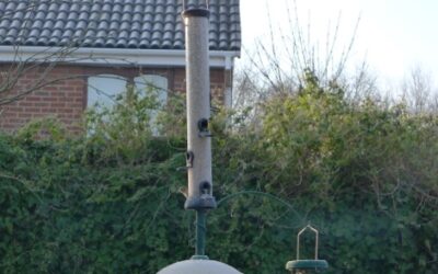 Siskins the Missing Garden Finches