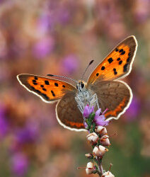 Butterflies slump in colder than average summer – Butterfly Conservation