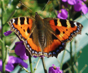 Do neonicotinoids harm/affect other wildlife besides bees? Yes! Update Jan 2017