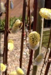Kilmarnock willow is great for wildlife gardens