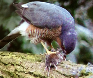 The Secret Life of Sparrowhawks DVD