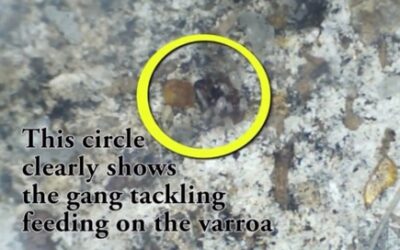 Potential varroa biological control? video