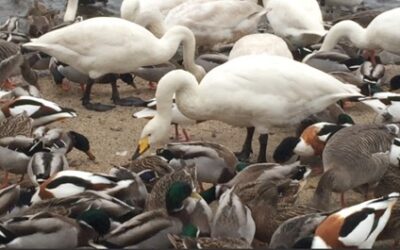 Winter Swan Spectacular Martin Mere Dec 2014