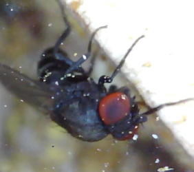 The Houdini fly (Cacoxenus indagator) escape artist that uses its head! (2)