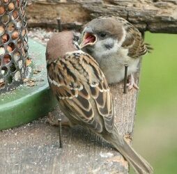 Garden feeding stations helping house and tree sparrows?