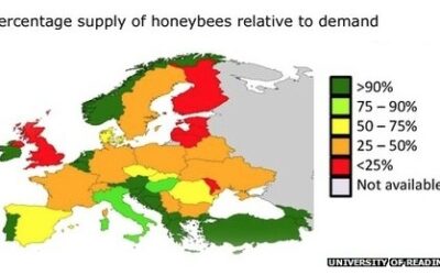 Solitary bees need our help as much as we need theirs.