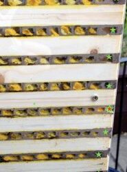 What is a vestibular cell in a Red mason bee nest?