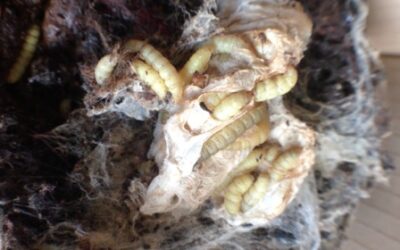 Take a closer look at the wax moth, Aphomia sociella-video