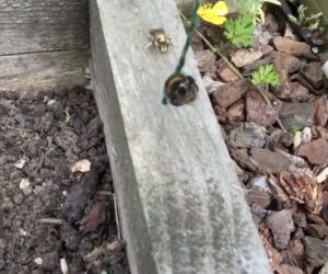 Male Wool carder bee attacks bumblebee and solitary bee