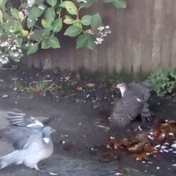 The brave woodpigeon and the sparrowhawk video