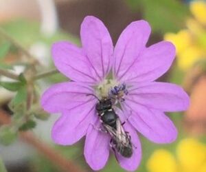 See Yellow-Face bee making its cellophane-like nest