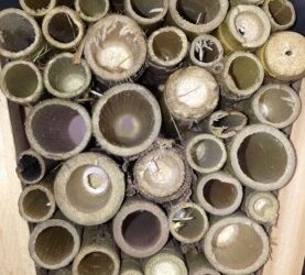 Solitary bee nests and suitability for bees