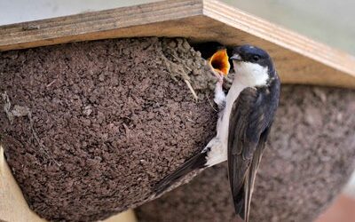House Martins looking for homes! BTO Survey