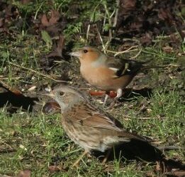 Organic mulches provide a roof over the factory of life – the soil.
